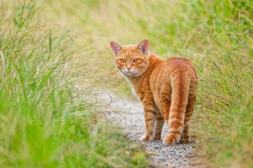 野道で振り向く茶トラ柄のノラネコ ノラネコ,野良猫,のら猫の写真素材