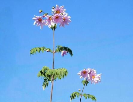 【花の写真】皇帝ダリア 皇帝ダリア,コウテイダリア,植物の写真素材