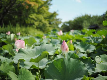 8月の初旬のハスの花と葉 8月の初旬のハスの花と葉の写真