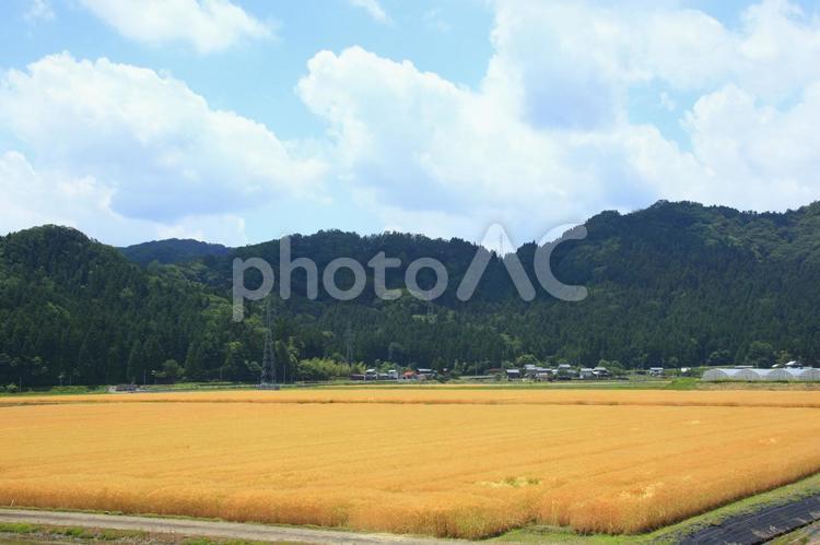 扇状に広がる黄金色の麦畑 麦畑,むぎ,扇状の写真素材