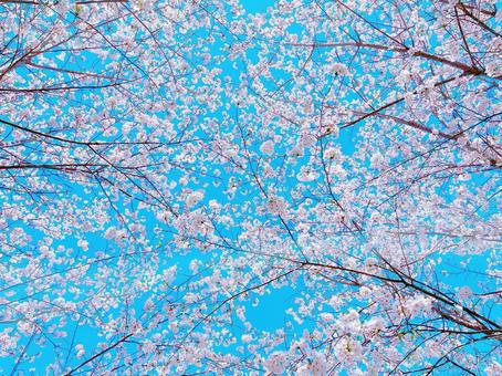 春の訪れ 桜咲く 春の訪れ 桜咲くの写真