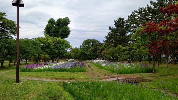 夏の公園5 夏の公園5 菖蒲,花,曇り空の写真素材