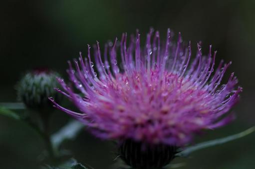 Thistle-4, JPG Thistle-4, JPG