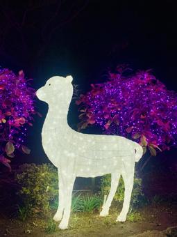 アルパカのイルミネーション アルパカのイルミネーションの写真
