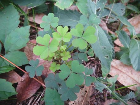 カタバミ カタバミ カタバミ,葉,植物の写真素材