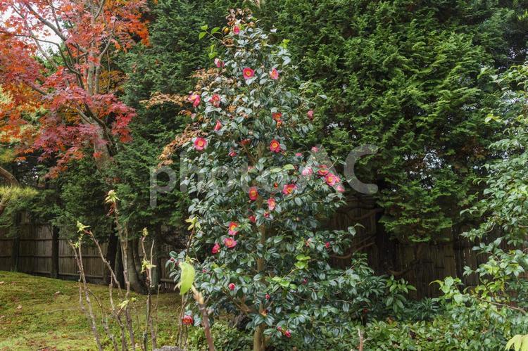 庭園の紅葉　椿（つばき） 庭園,紅葉,庭の写真素材