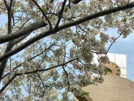 サクラの木-5 サクラの木-5 サクラの木,花びら,ピンクの写真素材