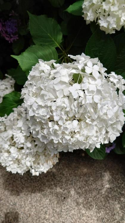 三重県志摩市大慈寺の満開の紫陽花 紫陽花,満開,梅雨の写真素材