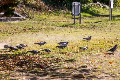 晴れの日の公園に集まるハト ハト,鳥,木陰の写真素材
