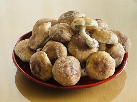 Shiitake mushroom, JPG Shiitake mushroom, JPG