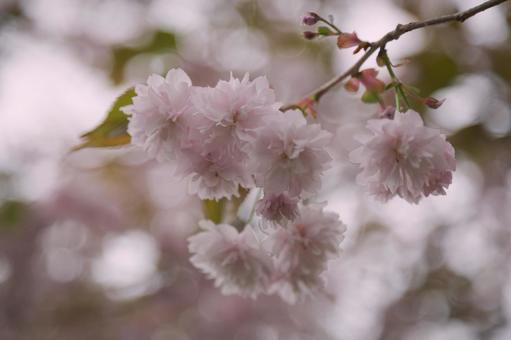 遅咲きの桜 遅咲きの桜 さくら,アップ,サクラの写真素材