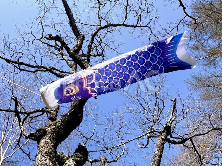 青いこいのぼり 01 こいのぼり,鯉幟,鯉のぼりの写真素材