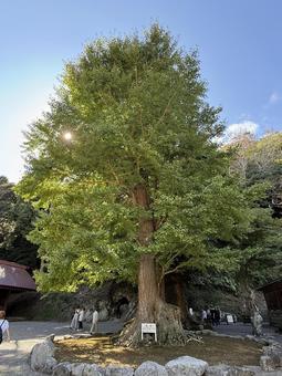 安房神社 境内 安房神社 境内 安房神社,千葉観光,南房総の写真素材