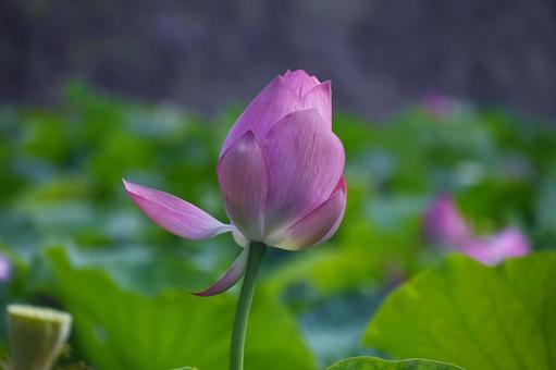 蓮の花の蕾 蓮の花の蕾の写真