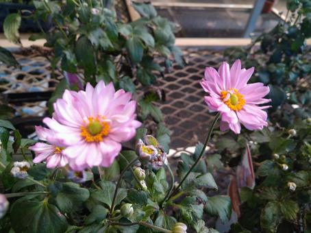 照片, 秋明菊, 打破碗花花, 花園, 