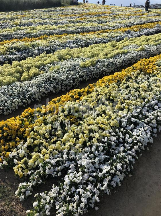 信州花フェスタ 花,信州花フェスタ,花畑の写真素材