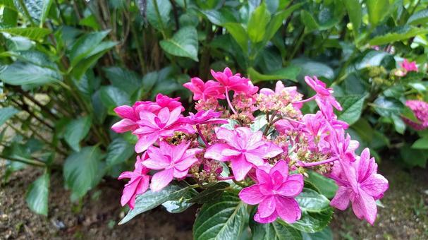 紫陽花 紫陽花の写真