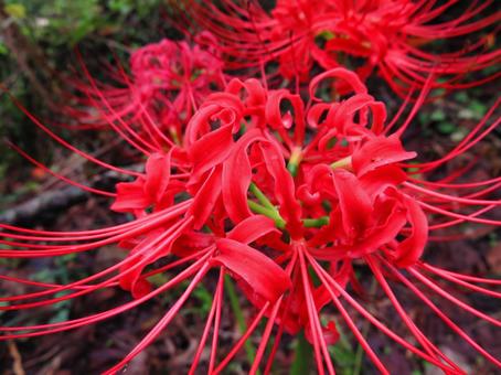 cluster amaryllis, cluster amaryllis, higambana, early autumn, JPG