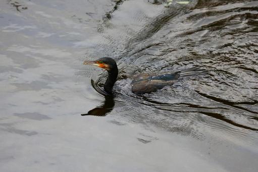 カワウの泳ぎ横浜市内にて) カワウの泳ぎ横浜市内にて)の写真