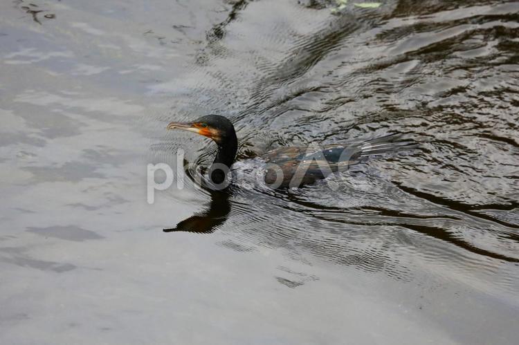カワウの泳ぎ横浜市内にて) カワウ,黒い羽,泳ぎの写真素材