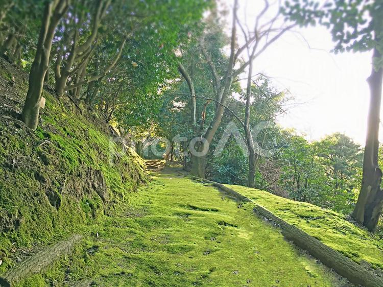 苔の生えた散歩道 苔,散歩道,山道の写真素材