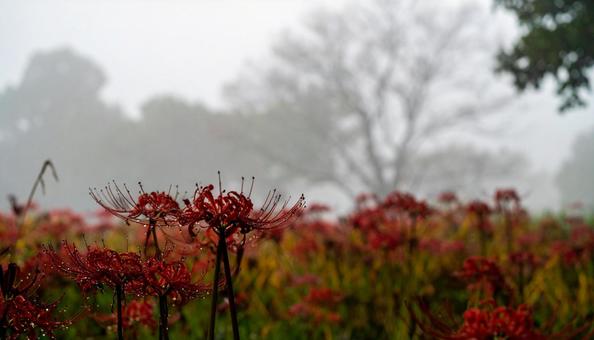 彼岸花 彼岸花の写真