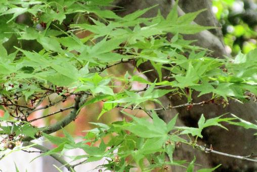 新緑の青もみじ もみじ,青もみじ,新緑の写真素材