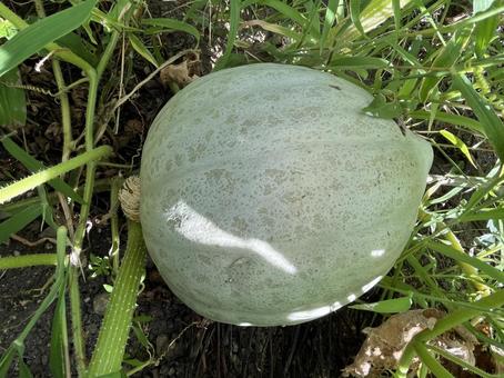 カボチャの畑 カボチャの畑の写真
