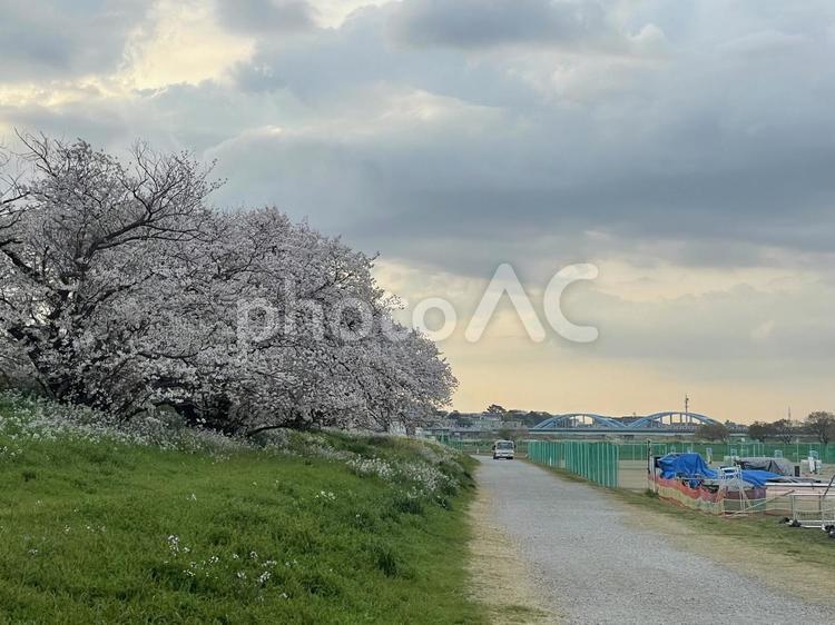 春の河川敷　桜 河川敷,春,朝の写真素材