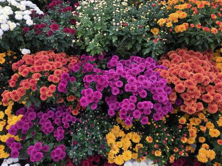 菊 菊,生花,色とりどりの写真素材