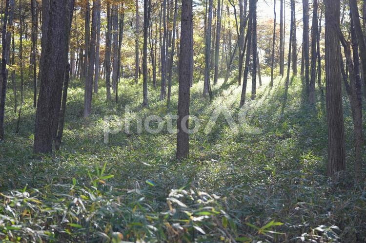 木漏れ日 自然,秋,木漏れ日の写真素材