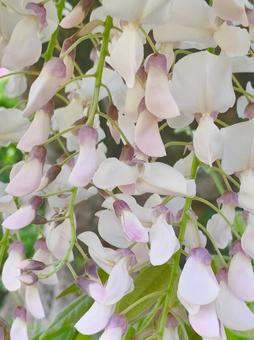 Close-up of wisteria flowers, JPG