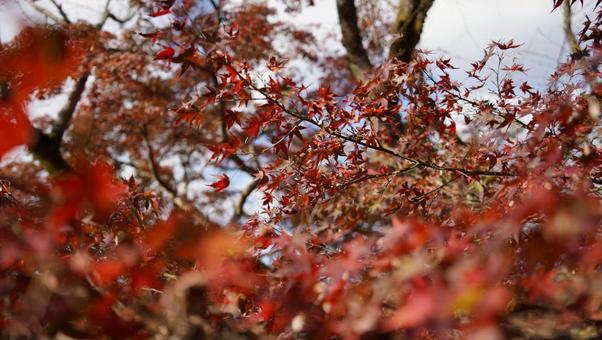 紅葉 紅葉の写真