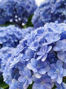 Hydrangea in the rainy season, JPG Hydrangea in the rainy season, JPG