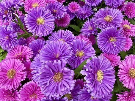 カラフルな花のアップ 花,カラフル,ピンクの写真素材