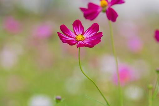 Beautiful purple cosmos, JPG