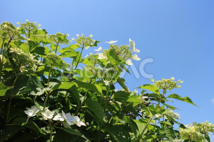 青空に葉を広げ　希望の光をつかむ白いアジサイの花 アジサイ,白色,白い花の写真素材