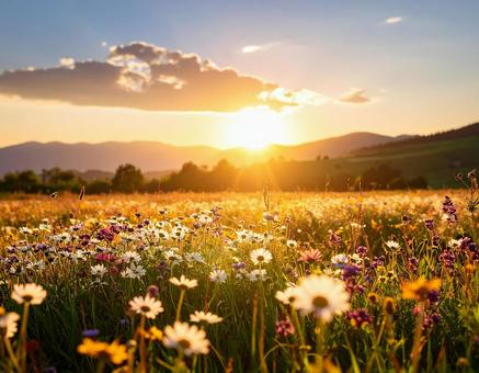 Wildflowers illuminated by the setting sun Flower field 4, flower garden, wild, flower, JPG