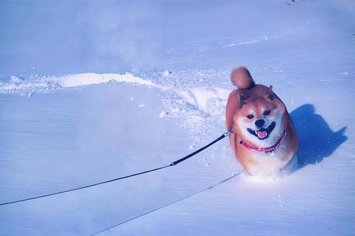 雪にはしゃぐ柴犬 柴犬,雪,冬景色の写真素材