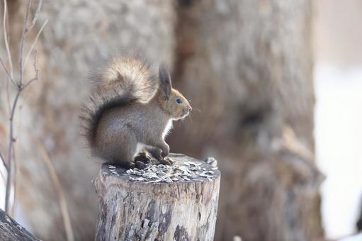 エゾリスの写真