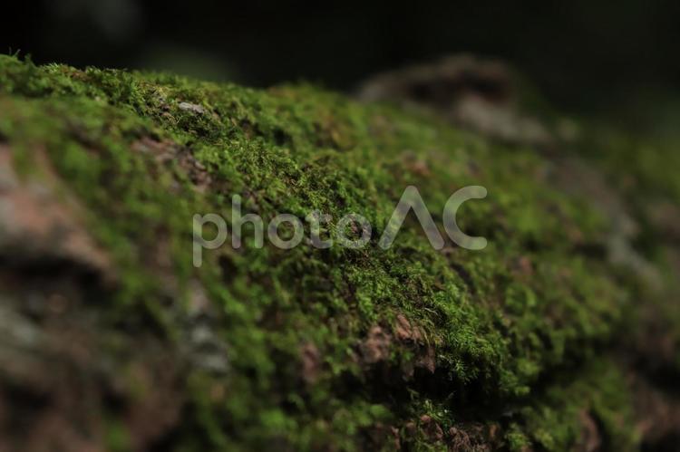 倒木に生える苔 自然,草,苔の写真素材