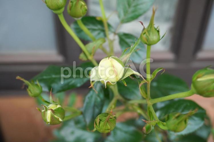 バラの蕾（房咲き）10 バラ,薔薇,房咲きの写真素材