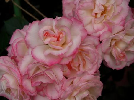 花の縁がピンクのバラ 花の縁がピンクのバラの写真