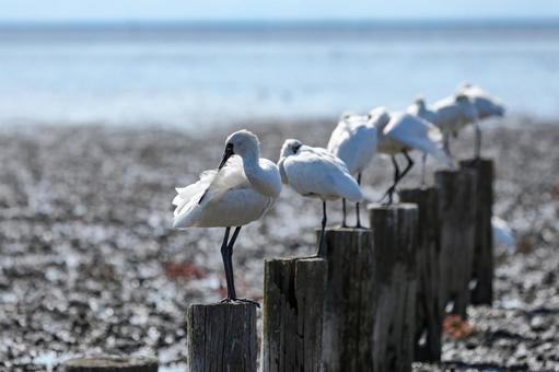 干潟の杭で休むクロツラヘラサギ ヘラサギ,クロツラヘラサギ,黒面箆鷺の写真素材