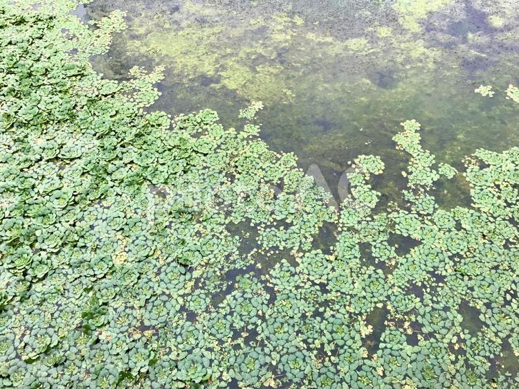 水面を埋める水草 水草,水面,池の写真素材
