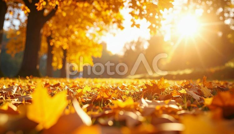 秋のイメージの風景写真 秋,風景,写真の写真素材