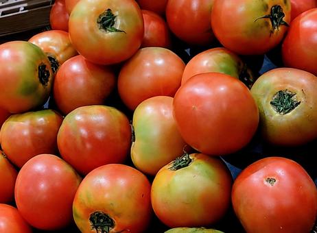 収穫したてのトマト とまと,緑黄色野菜,サラダの写真素材
