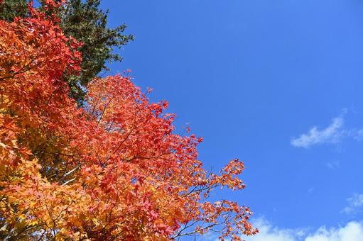 長野県の蓼科湖畔の紅葉と青空と雲の風景 長野県,蓼科湖,紅葉の写真素材