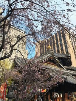 六角堂と桜 六角堂と桜 京都,六角堂,桜の写真素材