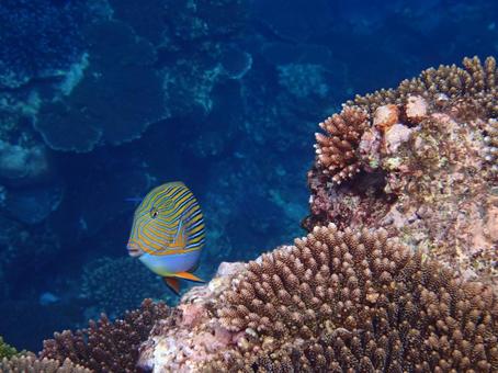 ニジハギ ニジハギ 魚,海,自然の写真素材